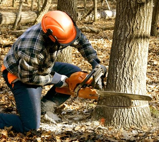Tree Removal in Webber, KS